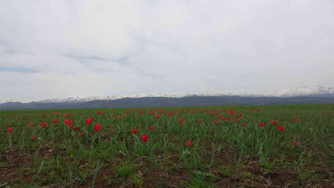 Kırmızı laleler açmaya başladı