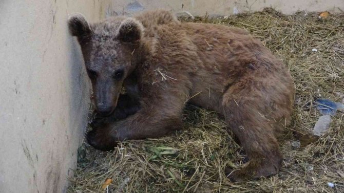 Silahla vurularak felç olan ayı tedaviye olumlu yanıt veriyor