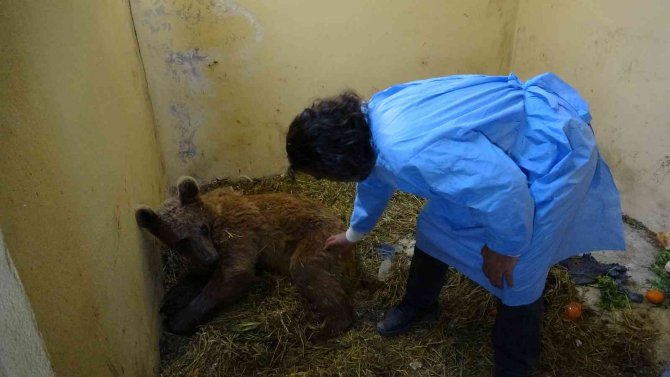 Silahla vurularak felç olan ayı tedaviye olumlu yanıt veriyor