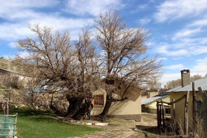 Yedi asırdır ayakta, zamana meydan okuyor