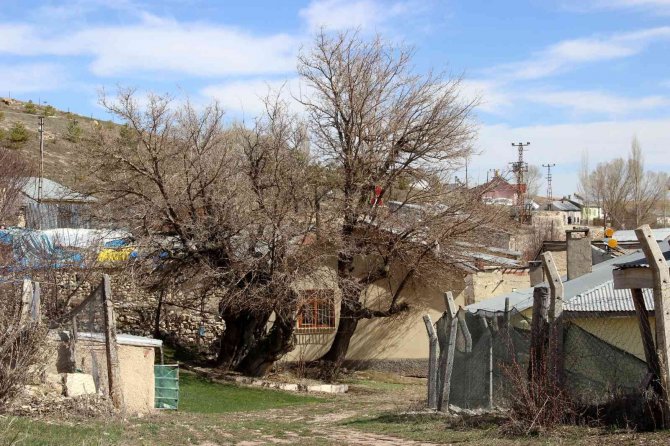 Yedi asırdır ayakta, zamana meydan okuyor