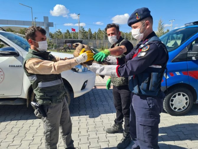 Yaralı bulunan şahine jandarma sahip çıktı