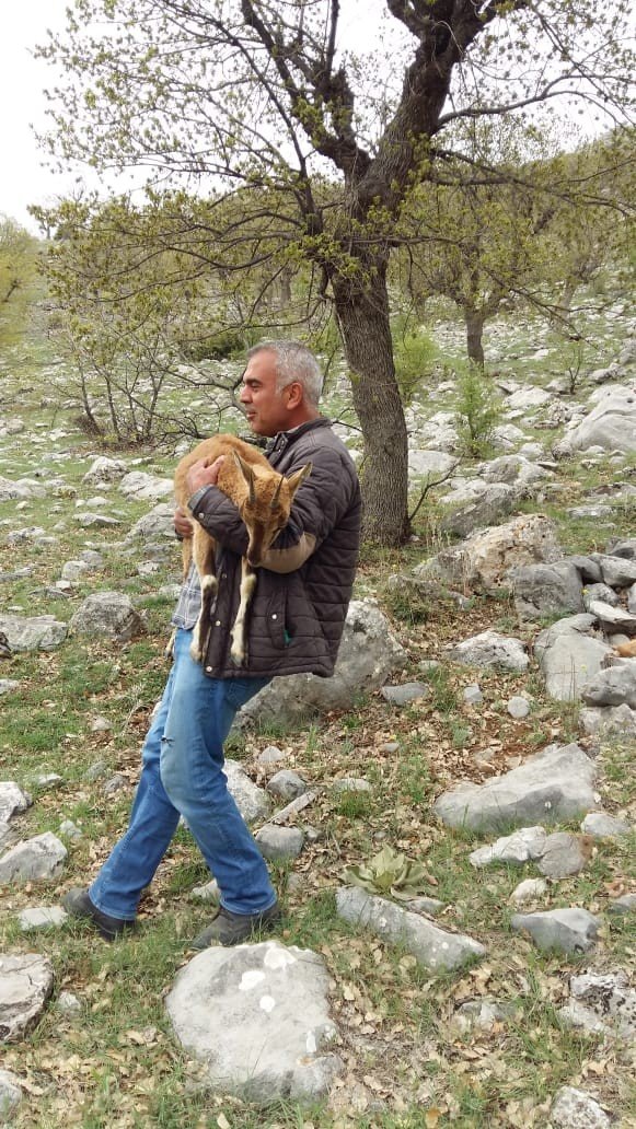 Yaralı keçiyi 2 kilometre taşıdı