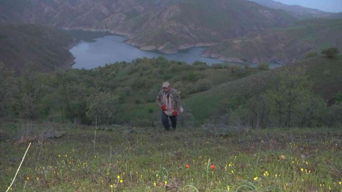 Bu bitkiyi toplamak için gökyüzü aydınlanmadan yola çıkıyorlar