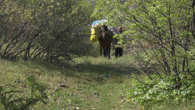 Bu bitkiyi toplamak için gökyüzü aydınlanmadan yola çıkıyorlar