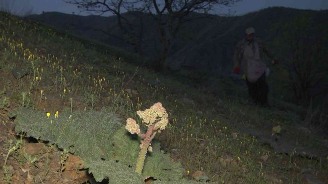 Bu bitkiyi toplamak için gökyüzü aydınlanmadan yola çıkıyorlar