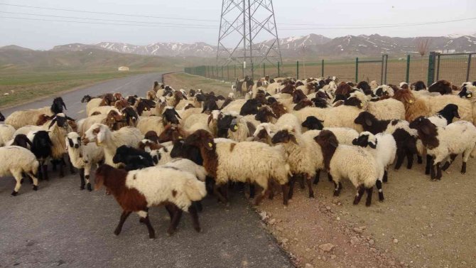 Göçerlerin zorlu yolculuğu başladı