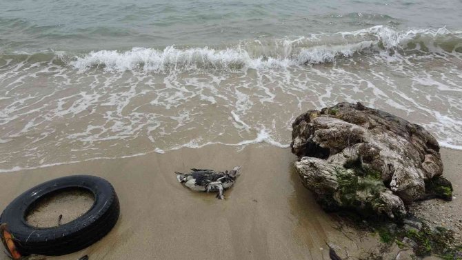 Karadeniz’de kuş ölümleri devam ediyor