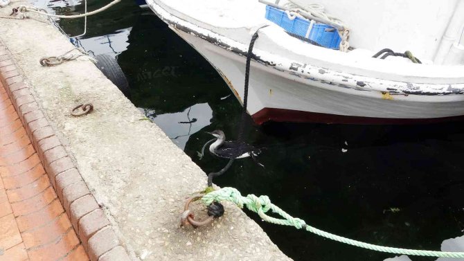 Karadeniz’de kuş ölümleri devam ediyor