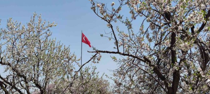 Akdamar Adası’nda ilkbahar güzelliği