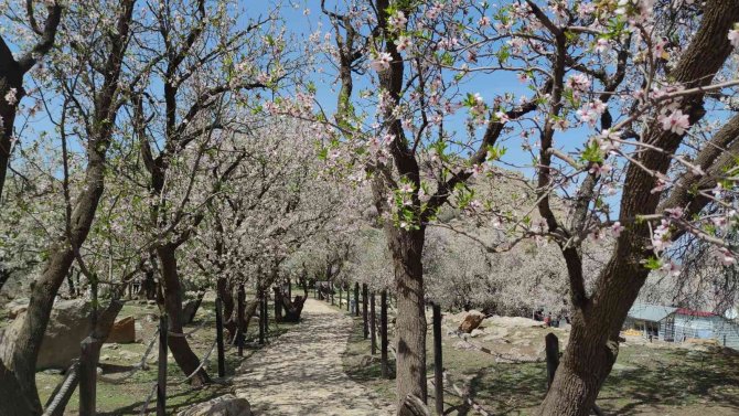 Akdamar Adası’nda ilkbahar güzelliği