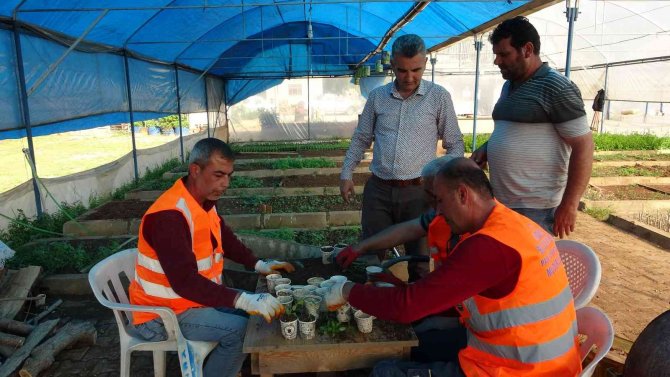 Atık karton bardaklarda çiçek üretiliyor