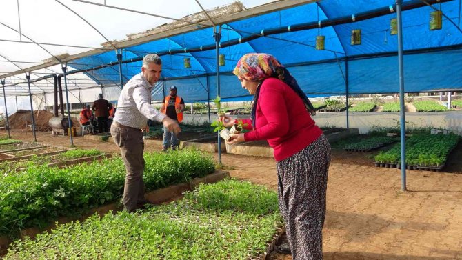 Atık karton bardaklarda çiçek üretiliyor