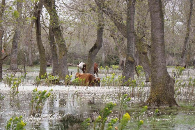 Kuş Cenneti’nde su papatyası güzelliği