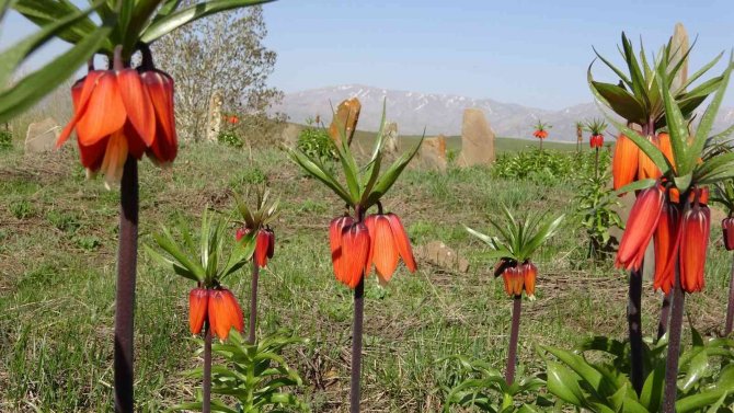 Ters laleler kendine hayran bıraktı