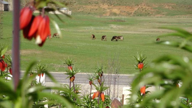 Ters laleler kendine hayran bıraktı