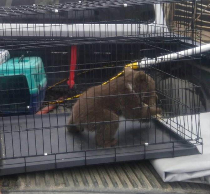 Köpek saldırısından kurtarılan yavru ayı korumaya alındı