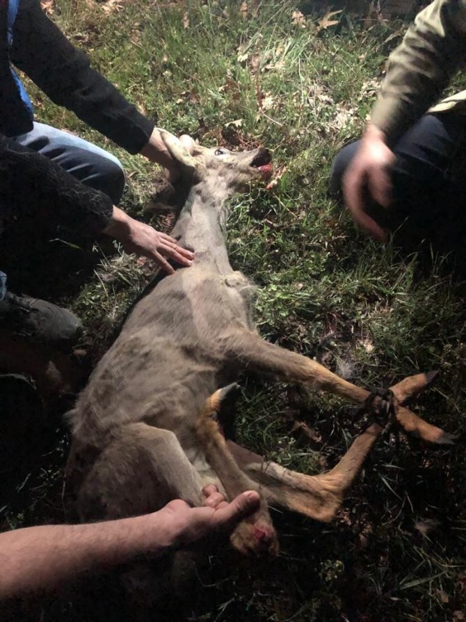 Yaralı bulunan karaca tedavi altına alındı