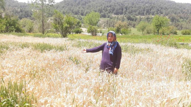 Fatma ninenin buğday tarlasını zehir sıkarak kuruttular