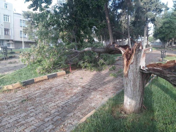 Etkili olan rüzgar ağaçları devirdi