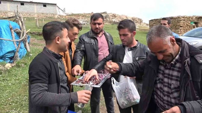 Asırlardır süren şeker toplama geleneği devam ediyor