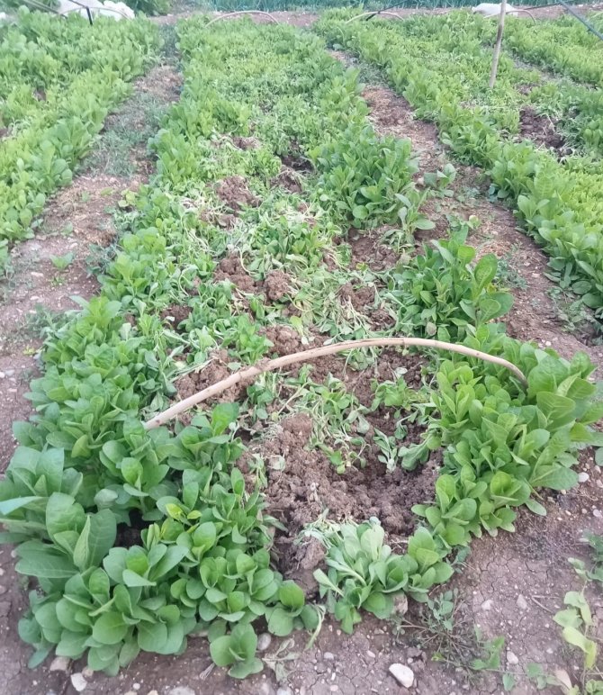 Yaban domuzları ekinlere zarar verdi