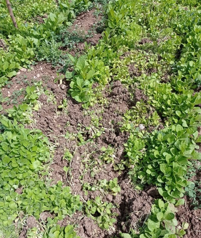 Yaban domuzları ekinlere zarar verdi