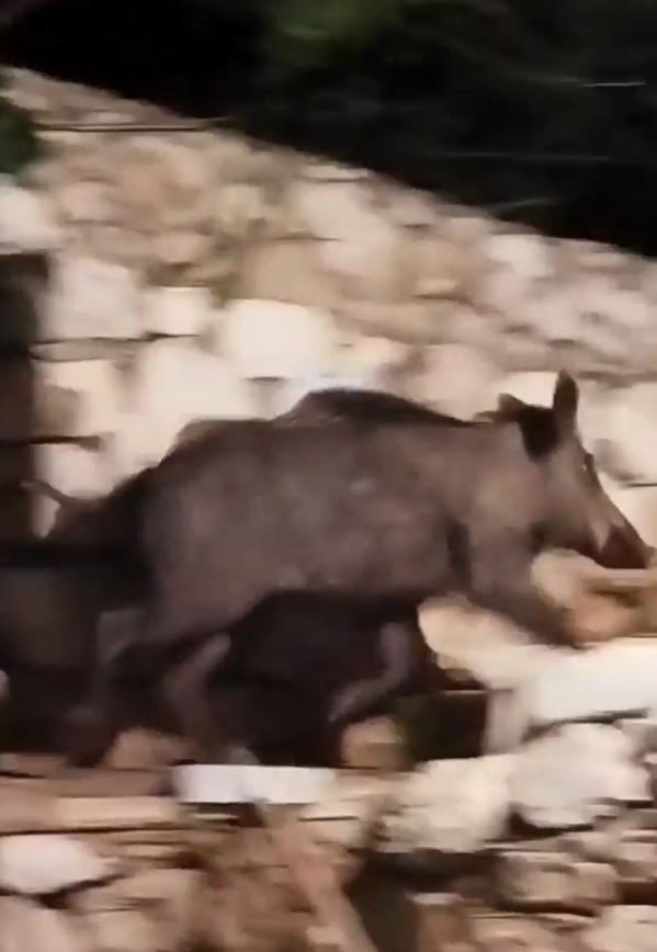 Antalya’da evin bahçesine giren domuz ev sahibini neye uğradığını şaşırttı