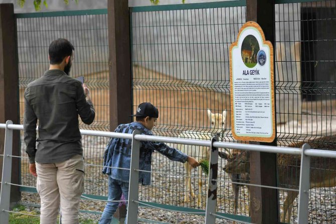 Ücretsiz hayvanat bahçesine yoğun ilgi