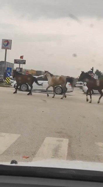 Başıboş atlar karayolunda kazaya davetiye çıkardı