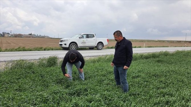 Karapınar'da dolu yağışından zarar gören ekili alanlarda inceleme yapıldı