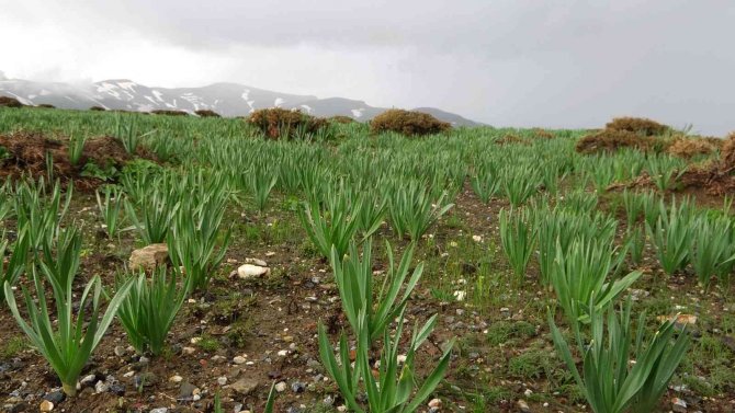 Terörden temizlenen dağlar vatandaşa gelir kapısı ve hobi alanı oldu