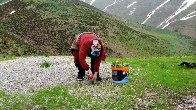 Terörden temizlenen dağlar vatandaşa gelir kapısı ve hobi alanı oldu