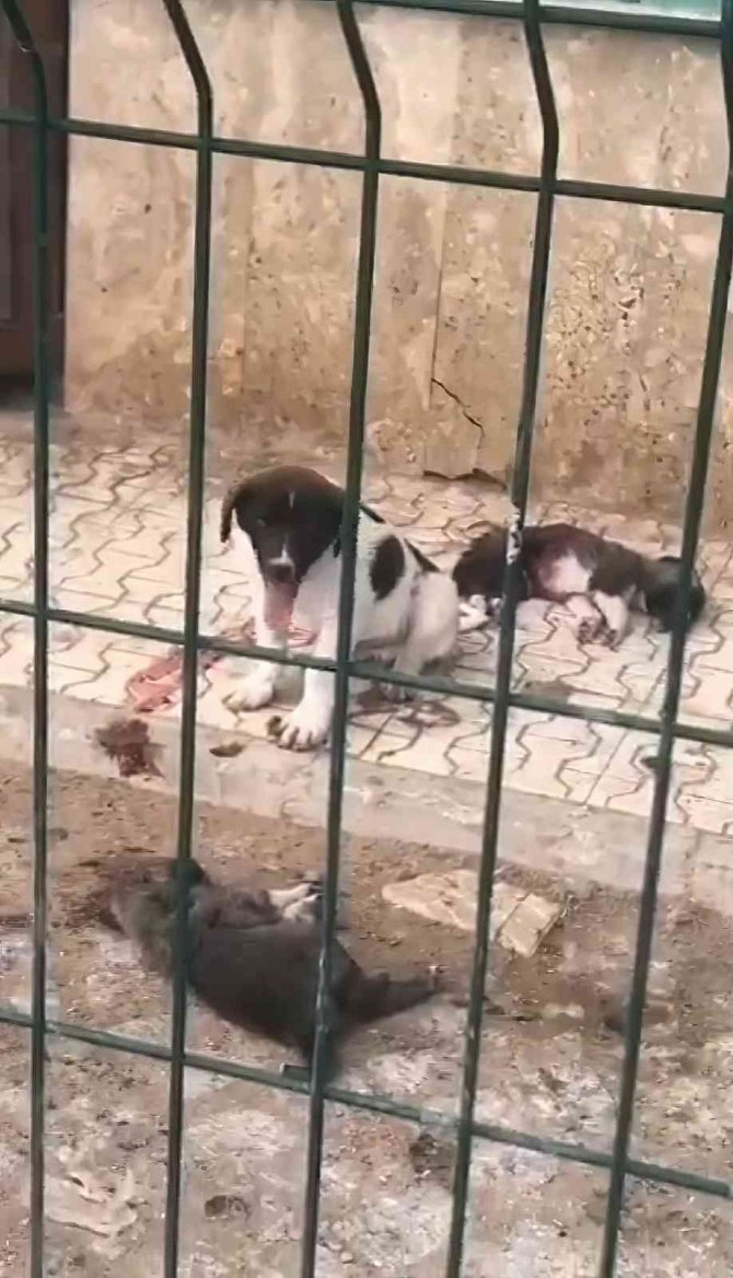 Yavru köpeklerin bakımsızlıktan öldüğü iddiası tepkilere neden oldu