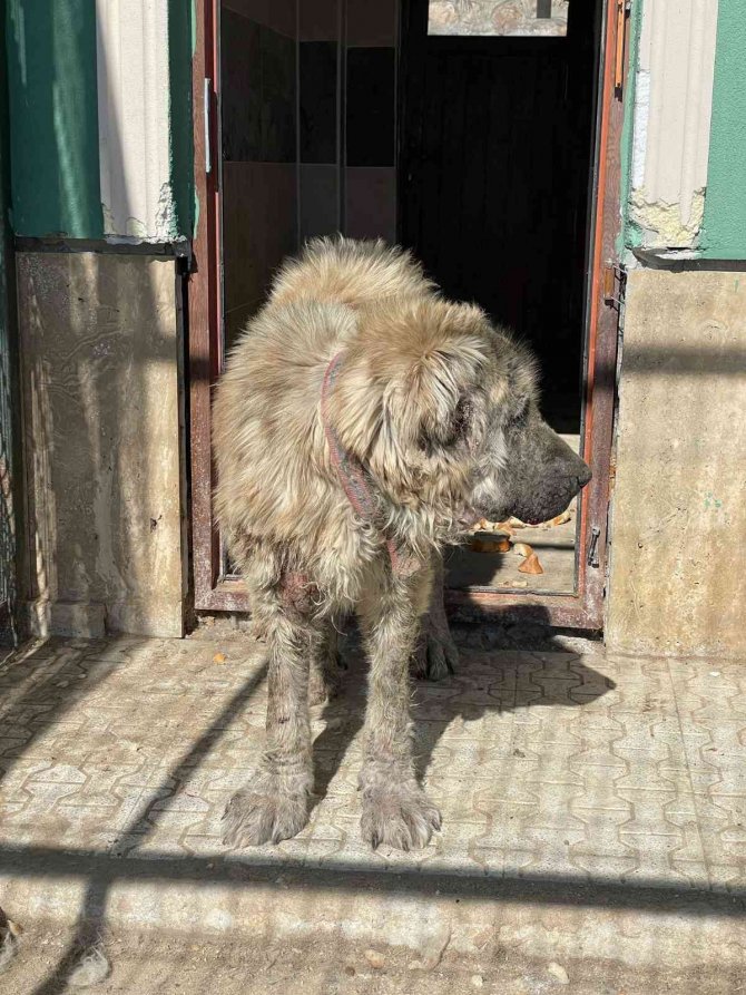 Yavru köpeklerin bakımsızlıktan öldüğü iddiası tepkilere neden oldu