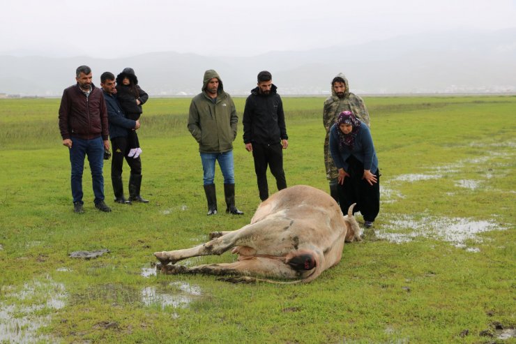 Tek geçim kaynağı ineği öldü, büyük üzüntü yaşadı