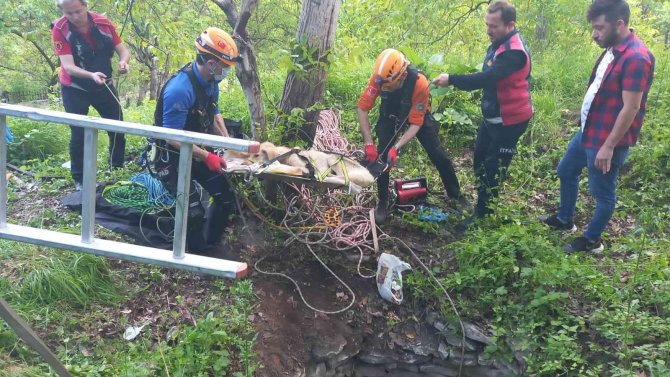 8 metre derinlikteki su kuyusuna düşen köpekler kurtarıldı