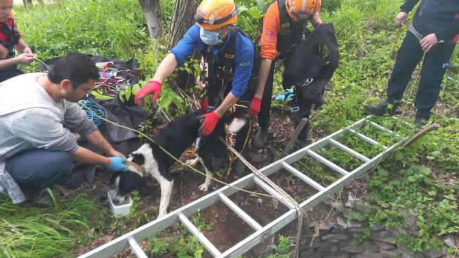 8 metre derinlikteki su kuyusuna düşen köpekler kurtarıldı