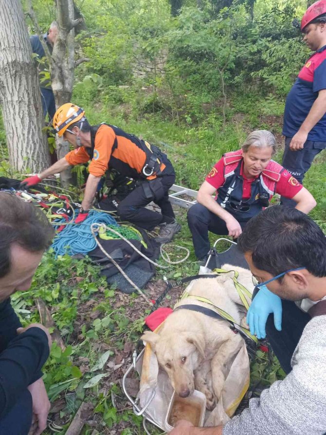 8 metre derinlikteki su kuyusuna düşen köpekler kurtarıldı