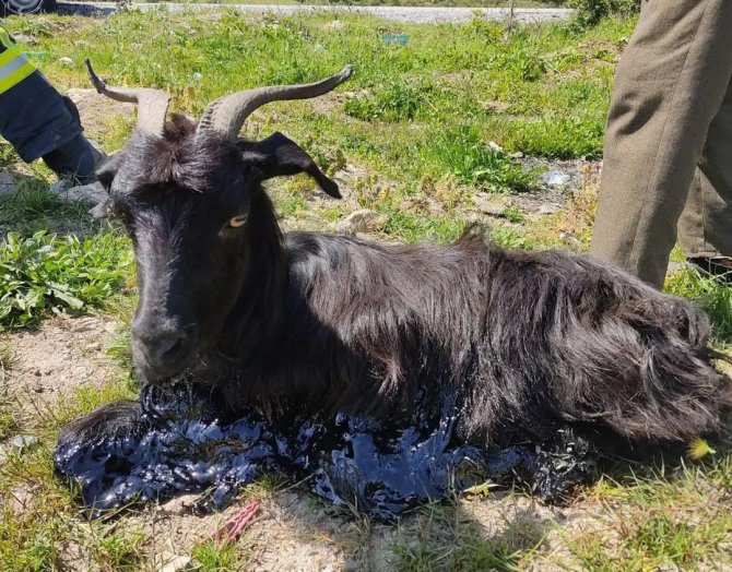 Zifte saplanan keçiyi itfaiye ekipleri kurtardı