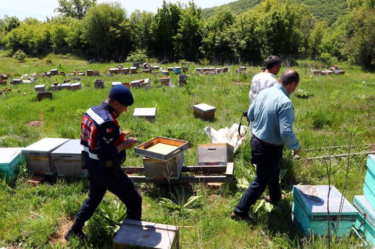 Arı kovanlarına zarar verildi, 4 milyon arı öldü