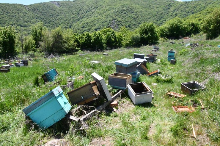 Arı kovanlarına zarar verildi, 4 milyon arı öldü