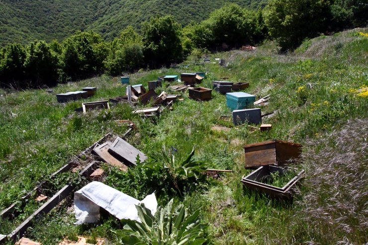 Arı kovanlarına zarar verildi, 4 milyon arı öldü