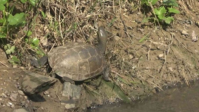 Yalova’da yaşamları tehlikeye giren 325 su kaplumbağası gölete taşındı