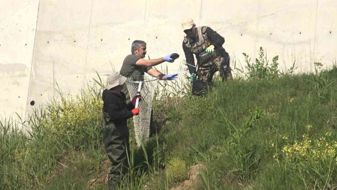 Yalova’da yaşamları tehlikeye giren 325 su kaplumbağası gölete taşındı