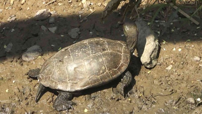 Yalova’da yaşamları tehlikeye giren 325 su kaplumbağası gölete taşındı