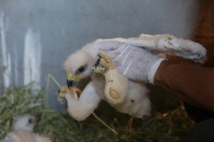 Yuvaları yıkılan 2 yavru kartal korumaya alındı