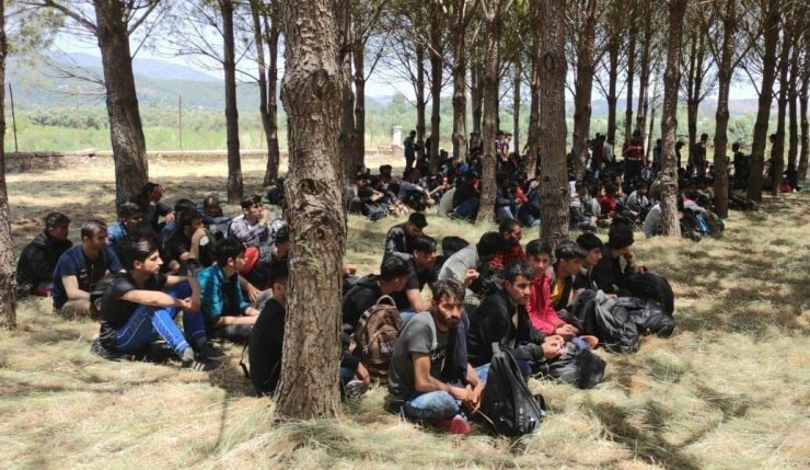 Muğla'da 237 kaçak göçmen yakalandı