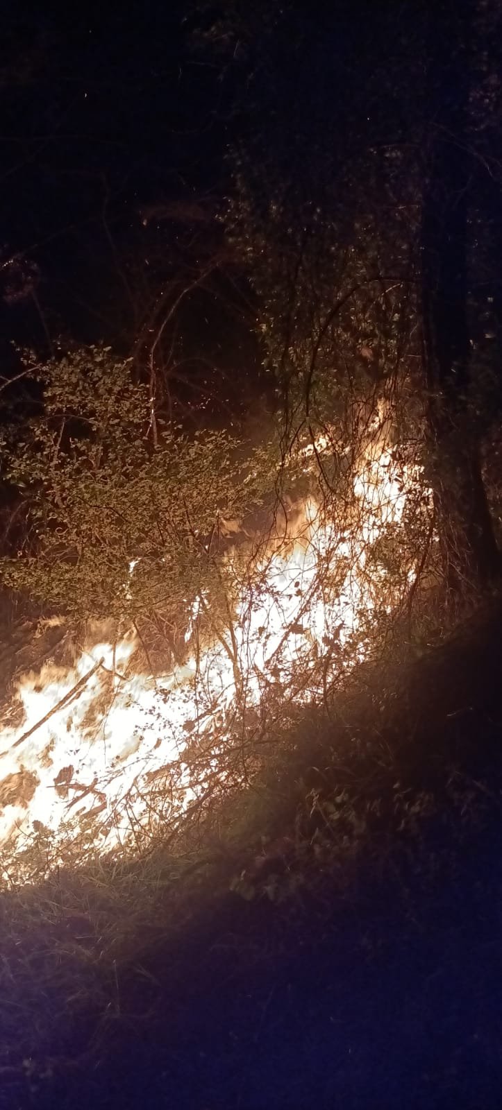 6 noktada çıkan orman yangını kontrol altına alındı