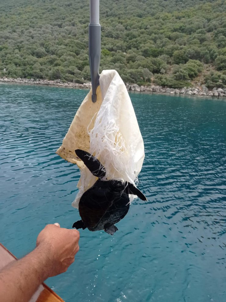 Mavi turda çuvala dolanan deniz kaplumbağasını görüp, kurtardı